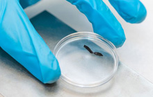 В университете ИТМО разрабатывают новый малоинвазивный метод лечения тромбозов