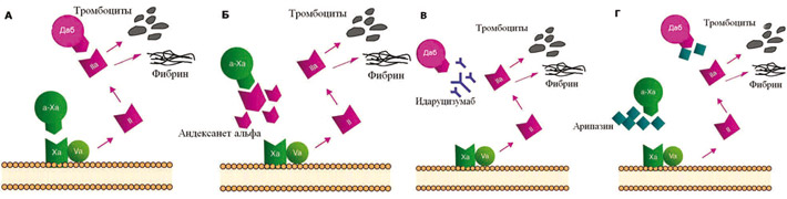Механизм действия антидотов при приеме прямых оральных ингибиторов коагуляции