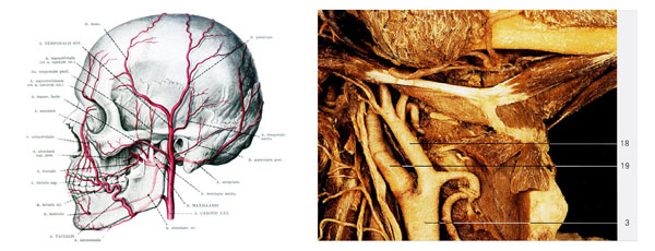Наружная сонная артерия схема